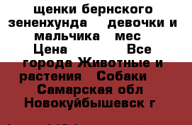 щенки бернского зененхунда. 2 девочки и 2 мальчика(2 мес.) › Цена ­ 22 000 - Все города Животные и растения » Собаки   . Самарская обл.,Новокуйбышевск г.